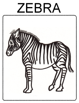 Zvířata - zebra